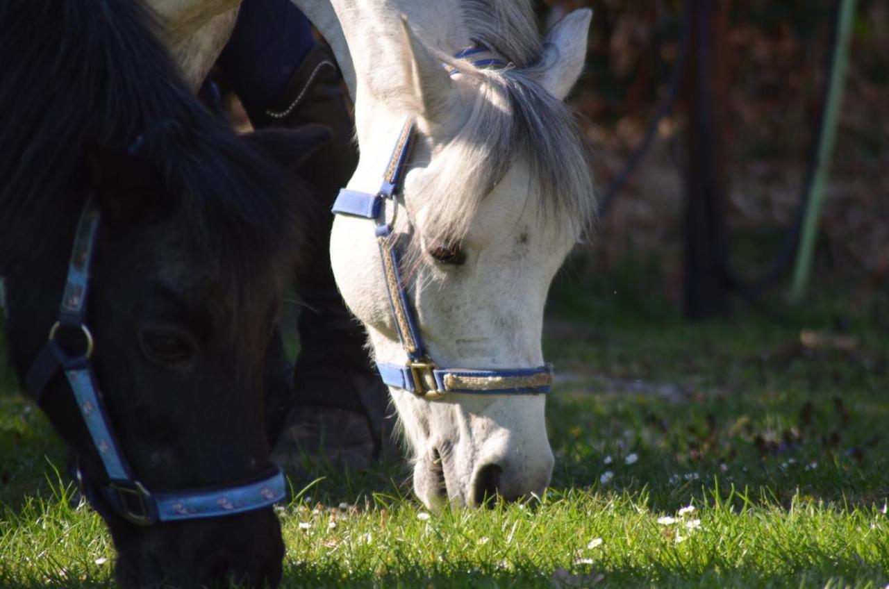 Ferienwohnung Suderfeld Brake  Buitenkant foto